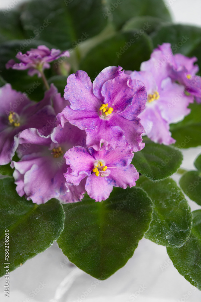 Saintpaulia violet pink indoor flowers purple