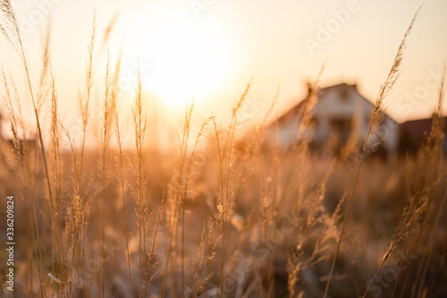 Beautiful sunset light over dry grass in field with village farm house in background