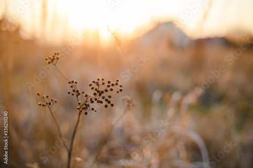 Beautiful sunset light over dry grass in field with village farm house in background © Khrystyna Pochynok
