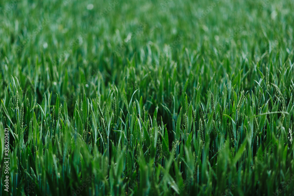 Green Wheat Green Wheat