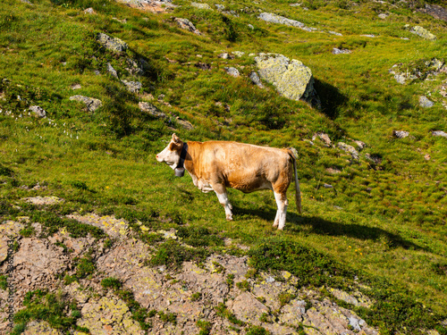 Vache dans paturage photo