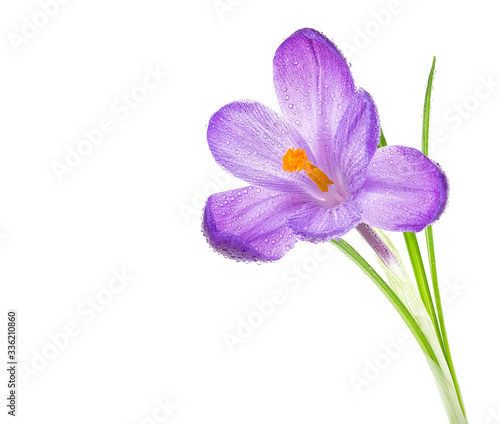 Purple spring crocus flower with water drops on a white background. Crocus Iridaceae.