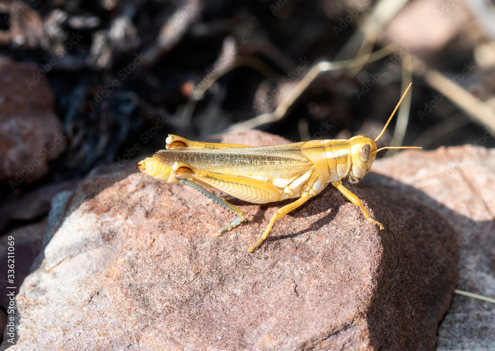 Packard's Grasshopper (Melanoplus packardii) Perched on a Red Rock in Eastern Colorado Packard's Grasshopper (Melanoplus packardii) Perched on a Red Rock in Eastern Colorado