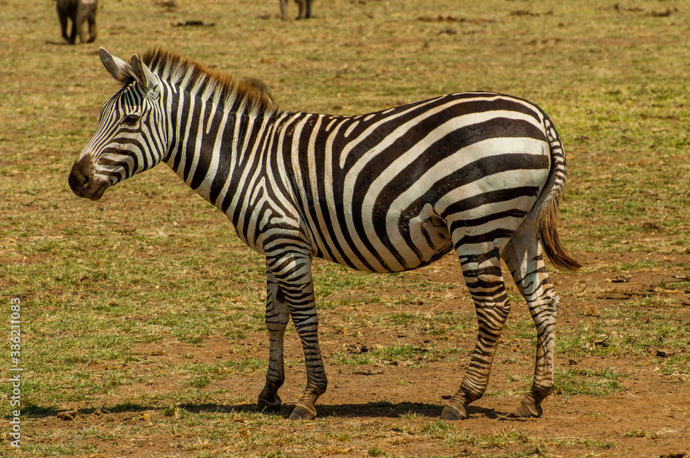 Zebra standing on a grass field in Tanzania National Park Zebra standing on a grass field in Tanzania National Park