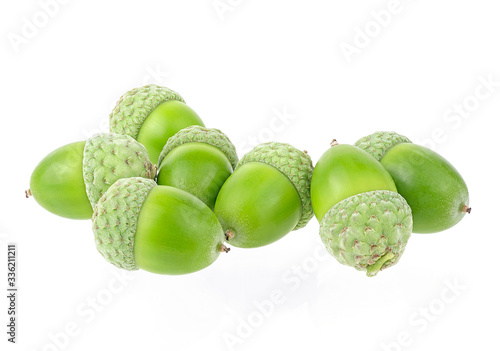 Green acorn fruits isolated on a white background