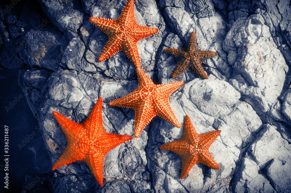 Starfishes on Stones Starfishes on Stones