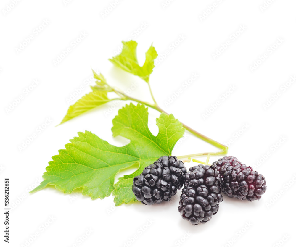 A mulberry with leaves. A mulberry with leaves.