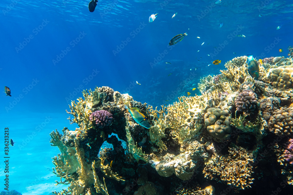 Fototapeta premium Coral Reef And Tropical Fish In Red Sea, Egypt. Blue Turquoise Clear Ocean Water, Hard Corals And Rock In The Depths, Sun Rays Shining Through Water Surface, Underwater Diversity.