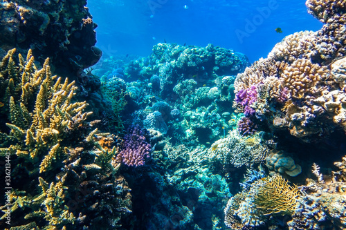 Fototapeta Naklejka Na Ścianę i Meble -  Coral Reef And Tropical Fish  In The Ocean, Red Sea. Blue Turquoise Water, Different Types Of Hard Corals (Branching, Massive, Fire), Living Corals, Underwater Diversity.