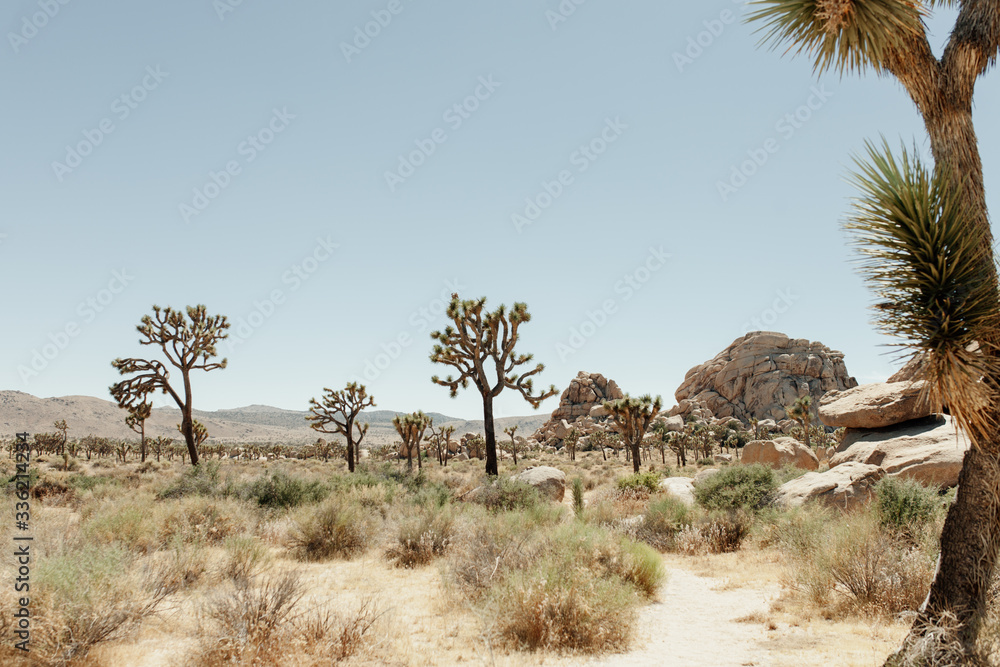 Landscape with Joshua Trees in the Mohave Desert in Southern California Landscape with Joshua Trees in the Mohave Desert in Southern California