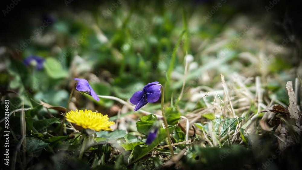 Beautiful purple flowers growing in a field with shallow depth of field Beautiful purple flowers growing in a field with shallow depth of field