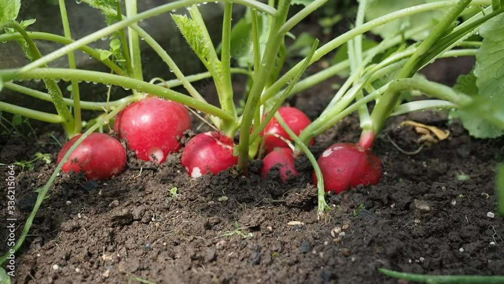 Fresh ripe radish (Raphanus) seedbed growing in the homemade greenhouse in HD VIDEO. Illuminated by soft daylight. Close-up. ECO and BIO gardening concept. Fresh ripe radish (Raphanus) seedbed growing in the homemade greenhouse in HD VIDEO. Illuminated by soft daylight. Close-up. ECO and BIO gardening concept.