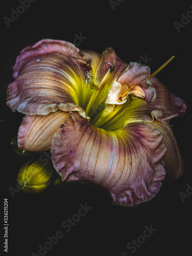 daylily photo