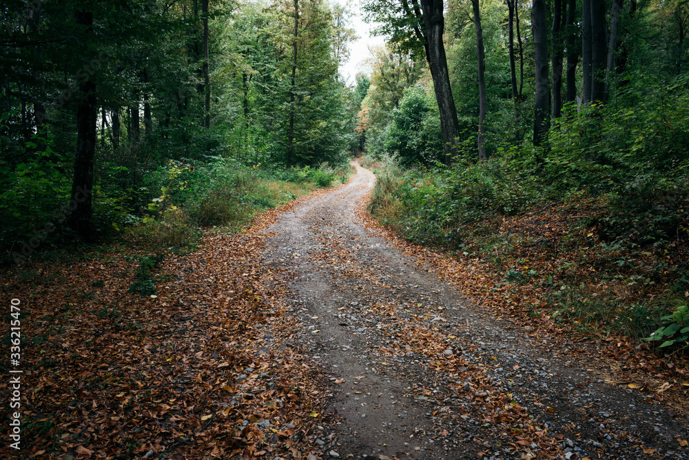 Mysterious Transylvanian forest road Mysterious Transylvanian forest road