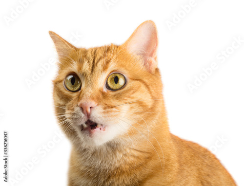 Fototapeta Naklejka Na Ścianę i Meble -  Ginger cat on white background