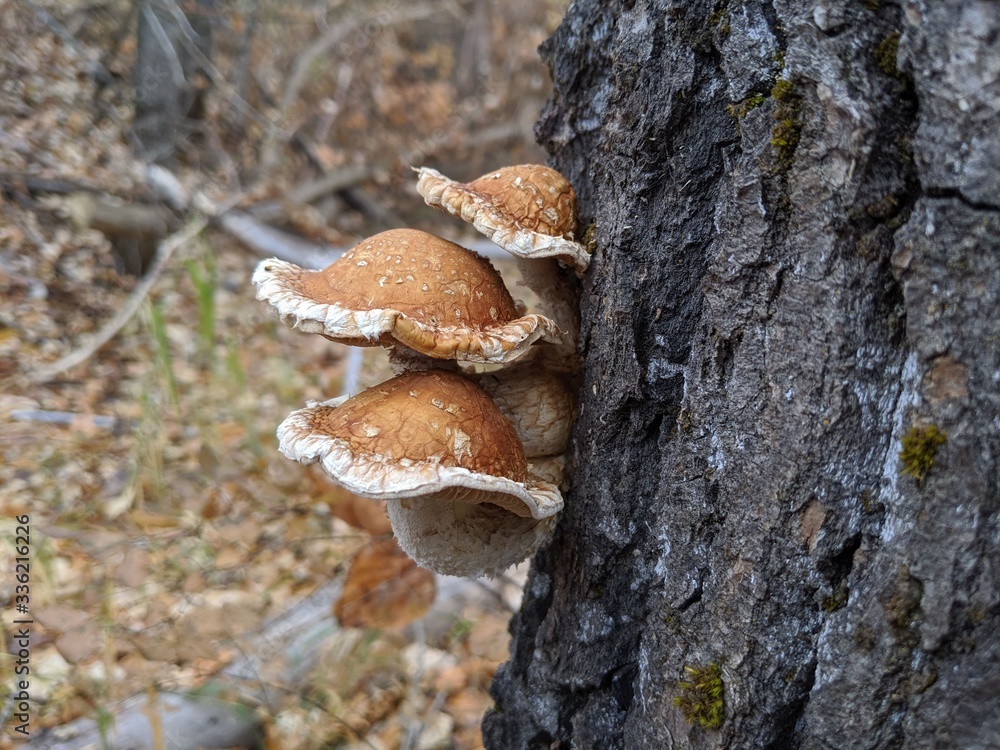 Close up of 3 reddish brown mushrooms growing from a tree with dark and heavily grooved bark, with subdued fall colors and scenery in the background Close up of 3 reddish brown mushrooms growing from a tree with dark and heavily grooved bark, with subdued fall colors and scenery in the background
