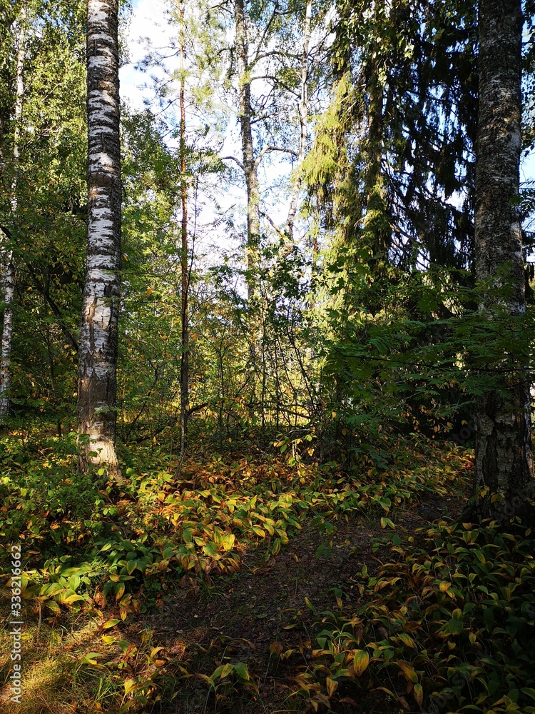 Fototapeta premium summer weekend in imatra finland