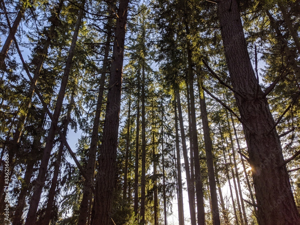 Angled shot showing sunlight streaming through the canopy of a coniferous forest, with lively green colors contrasting bright and deep blue areas in the sky.