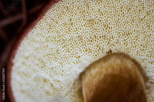 Boletus mushroom underside photo