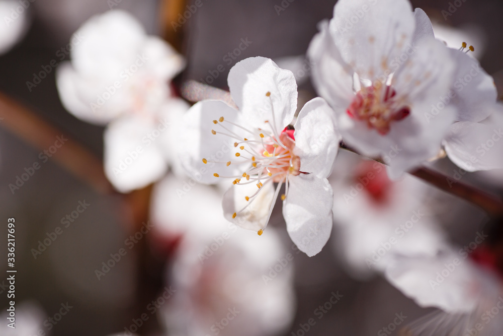 Macro shot blooming pink apricot flowers on tree branch - obrazy, fototapety, plakaty 