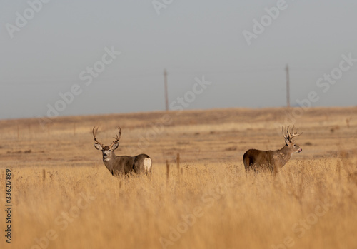 Mule and Whitetial Buck in a Field During the Fall Rut photo