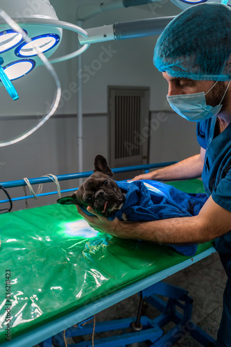 Pet In The Surgery Room. photo