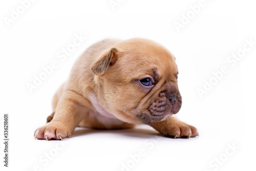 Light red fawn colored 3 weeks old French Bulldog dog puppy with blue eyes isolated on white background