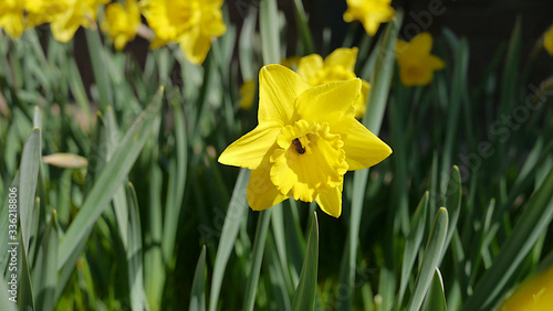 Fototapeta Naklejka Na Ścianę i Meble -  Żółte żonkile kwitnące na wiosnę. Łąka pełna kwiatów. Wiosenne kwiaty, ogród kwitnących kwiatów. 