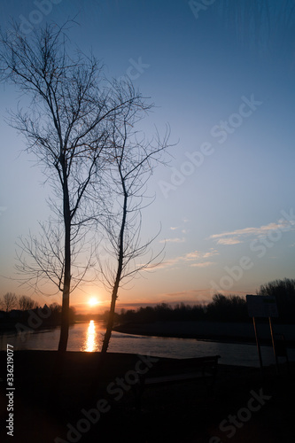 Two trees with sun in background