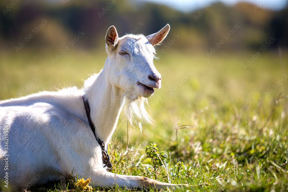 Portrait of white goat with beard on blurred bokeh background. Farming of useful animals concept. Portrait of white goat with beard on blurred bokeh background. Farming of useful animals concept.