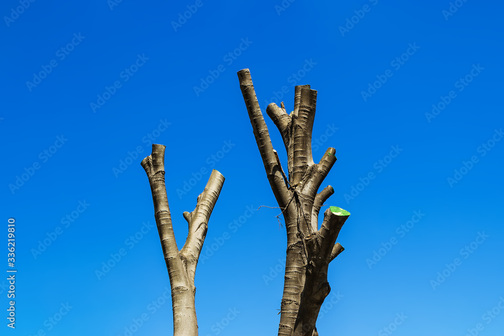 Bare tree with cut branches on a background of bright spring sky. Annual seasonal pruning of city trees.