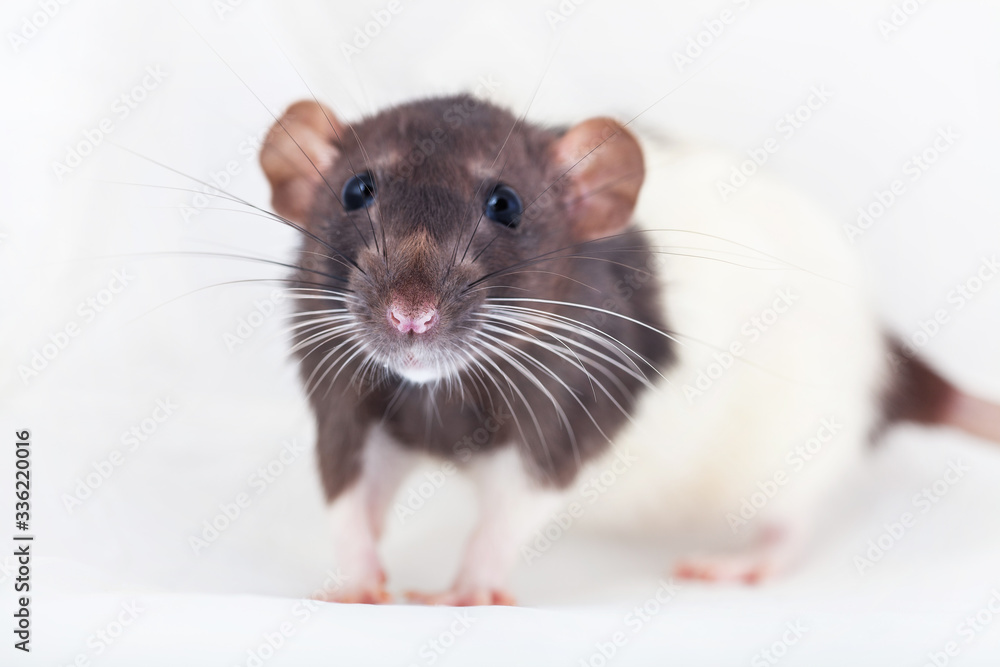 Beautiful decorative rat turned sideways closeup. Isolated on a white background. Beautiful decorative rat turned sideways closeup. Isolated on a white background.