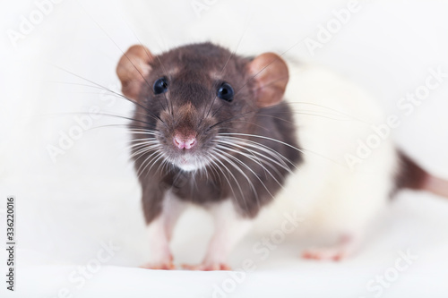 Beautiful decorative rat turned sideways closeup. Isolated on a white background. photo