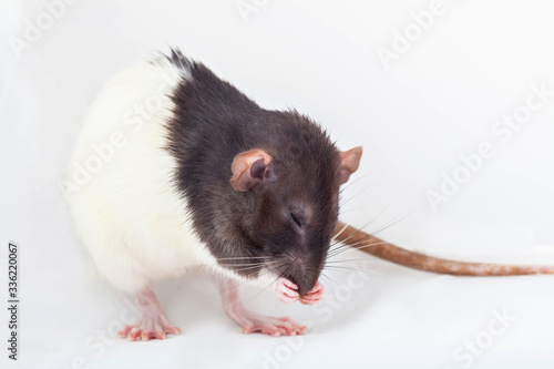 decorative rat is washed closeup. Isolated on a white background.