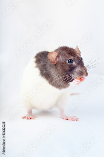 Cute black and white decorative rat eats standing on its hind legs. Isolated on a white background.
