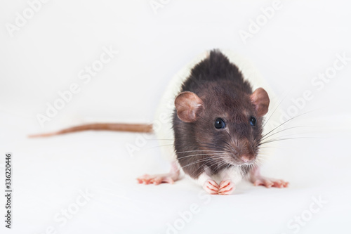 Beautiful decorative rat turned sideways closeup. Isolated on a white background.