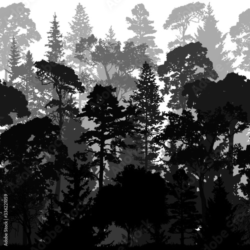 Dense pine and spruce forest vector backgrounds. Panorama taiga silhouette illustration