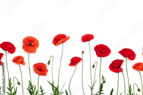 Flowers red poppies ( corn poppy, corn rose, field poppy ) on a white background with space for text. Top view, flat lay
