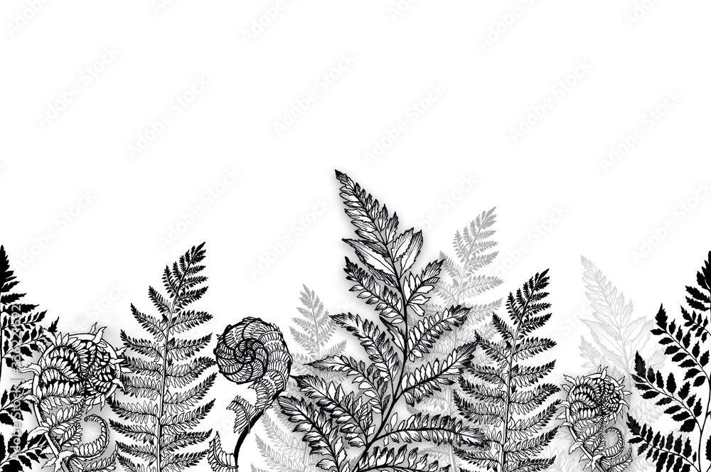 Fototapeta seamless pattern field herbs and flowers, medicinal plants , botany hand- drawn liner black and white illustrations for printing, poppy and Thistle flowers, dill and chamomile, fern.