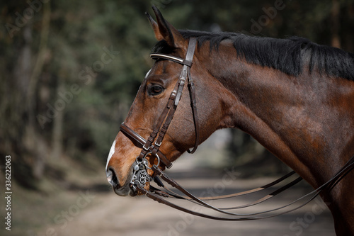 portrait of dressage gelding horse in double bridle on forest road in spring daytime