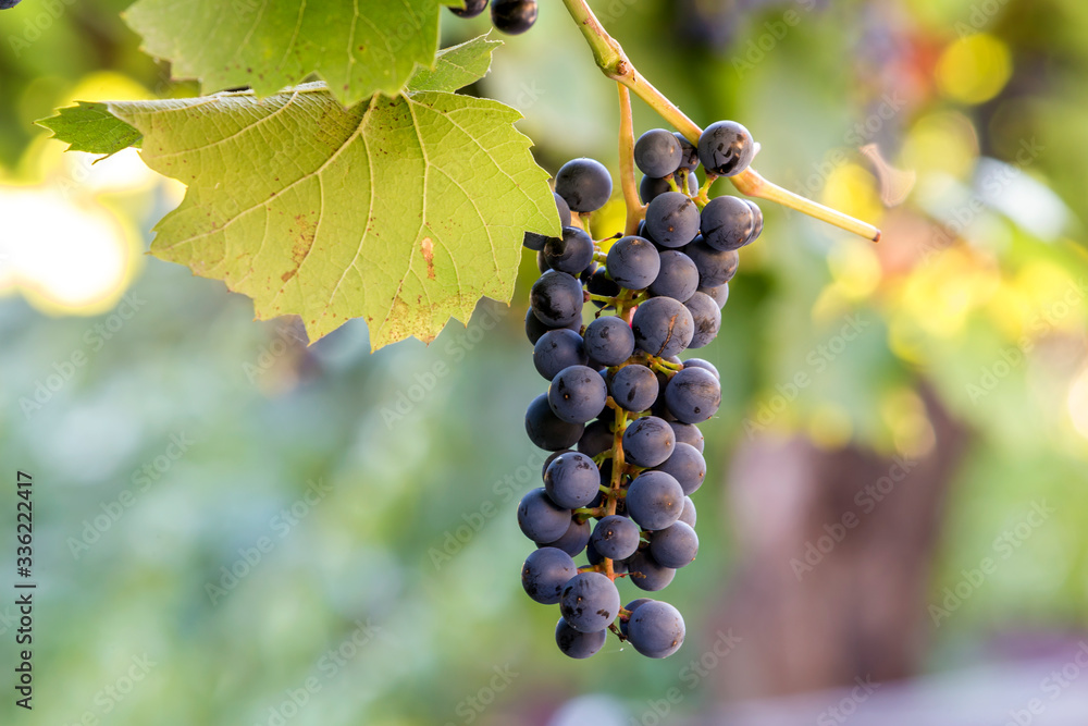 Dark blue ripening grape cluster lit by bright sun on blurred colorful bokeh copy space background.