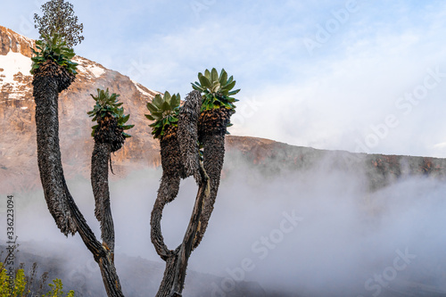 Bild auf Leinwand Senecio trees on the Lemosho Route to Mount Kilimanjaro in Tanzania, Africa