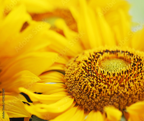 bright sunflower.