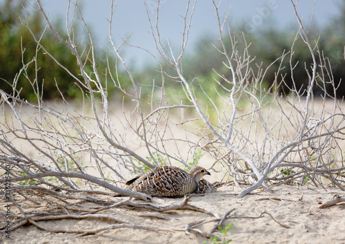 Scaled Quail in New Mexico desert.