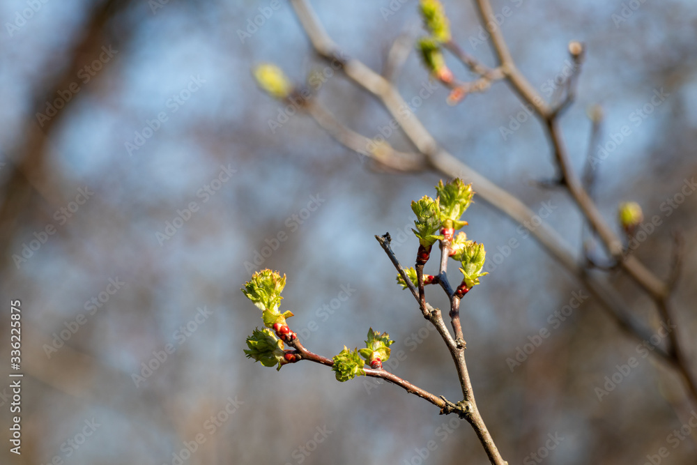Young tree buds close-up on sunny spring day blurred blue background. New leaves growing on branches. Positive life time Young tree buds close-up on sunny spring day blurred blue background. New leaves growing on branches. Positive life time