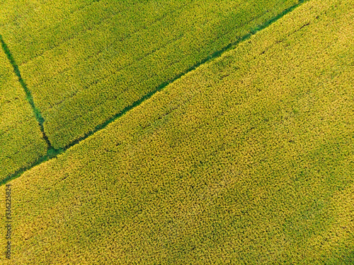 Lines pattern on green rice farm photo