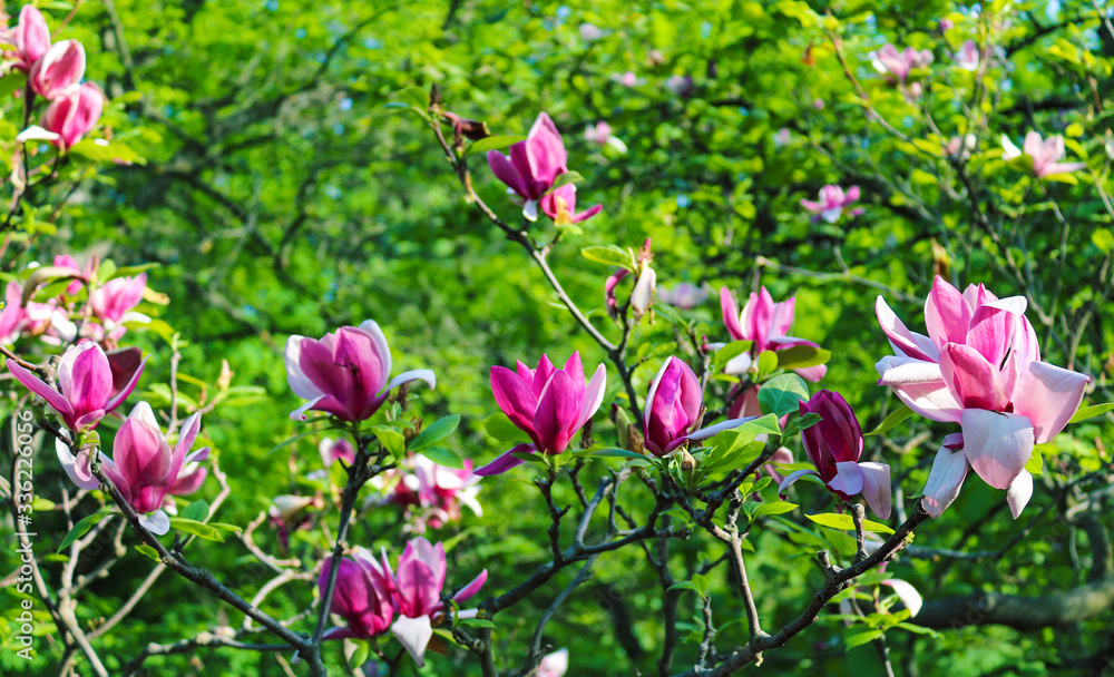 Magnolia tree blooming in springtime. Vibrant pink magnolia flowers