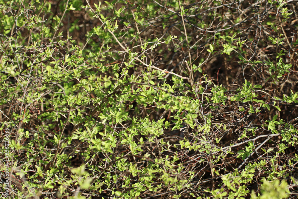 Fototapeta premium Young spring vibrant green leaves in bushes macro with blurred background. Sunny growth time natural fresh close-up