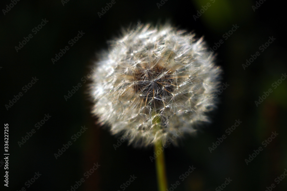 Fototapeta premium Close-up of a dandelion on a black background, selective focus.