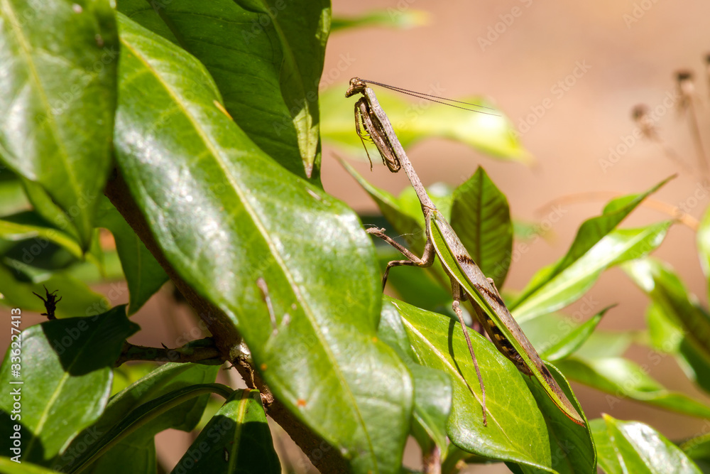 Praying Mantis in nature - Louva-a-deus